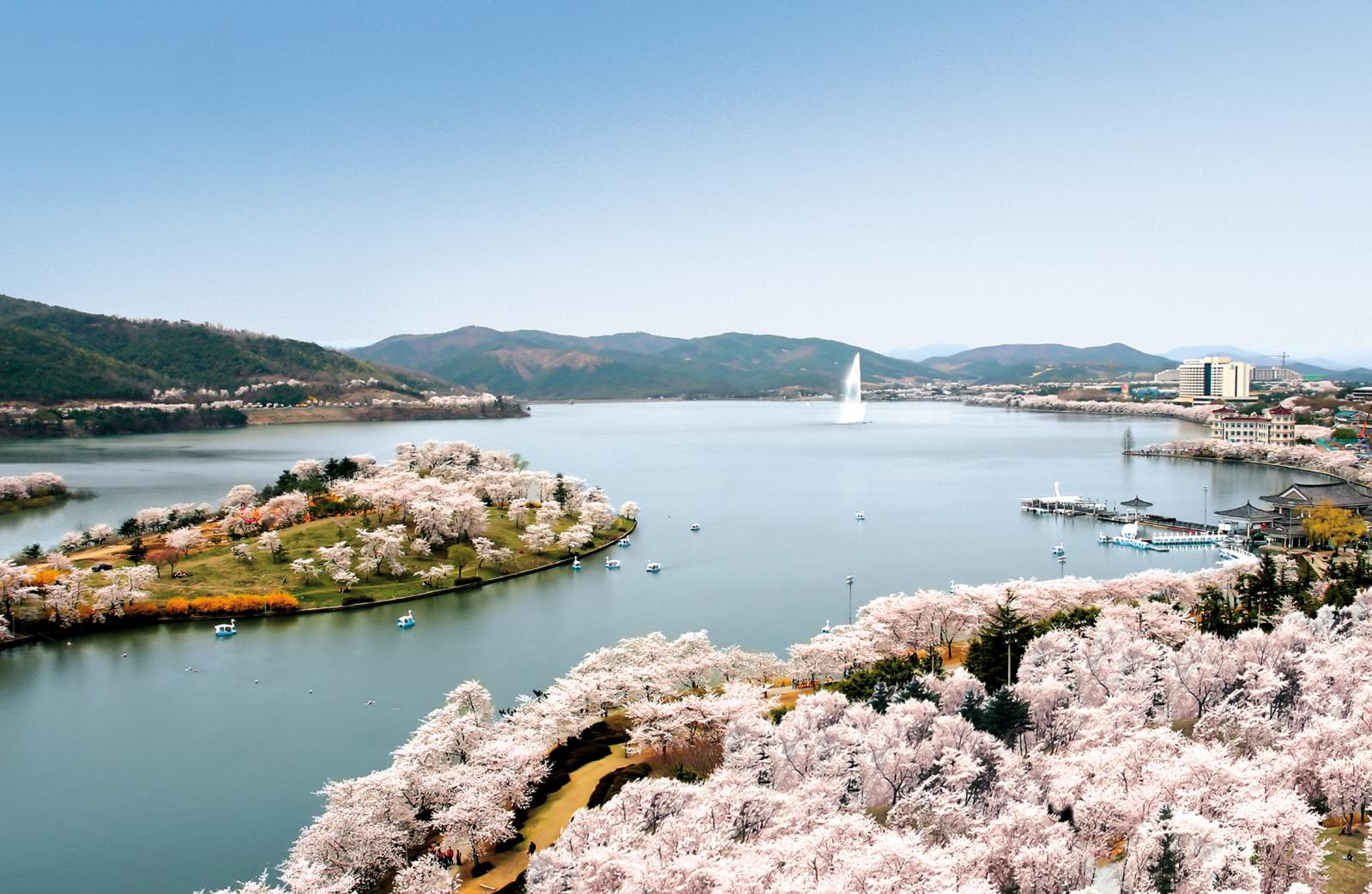 보문단지벚꽃